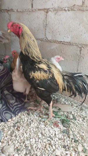 جاج بلدي البيع