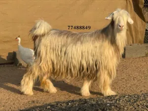 للبيع عنز فاااخره جدا من حلال الرحوب