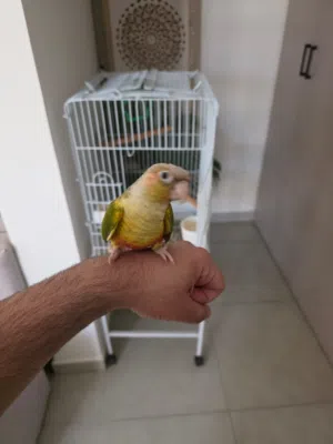 كنيور باينابل أليف مع القفص