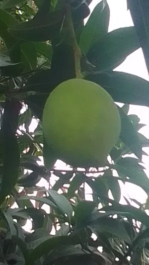 حدال أخضر متوفر يوميا