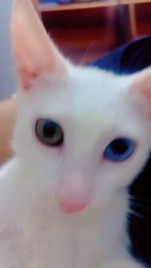 ‏أخرى‏3