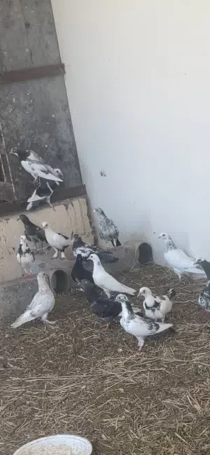حمام الوحده ب نص ريال