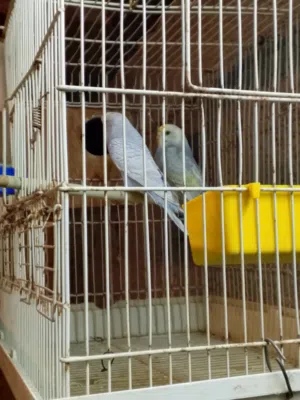 كوبيا بقلينو ربي بارك نضافه المكان الخمس