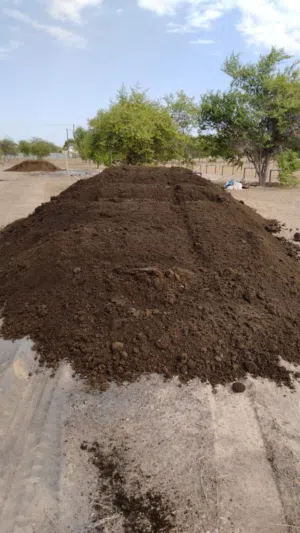 cows fertilizer
