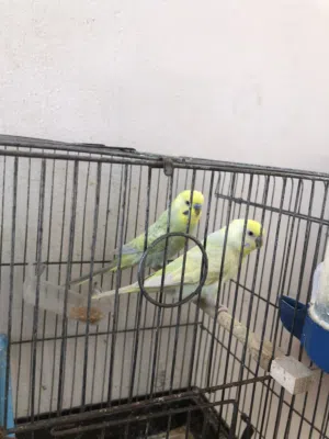 بقلينو لي البيع