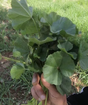 ‏خضار وفواكه‏3