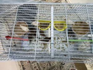 7 finces and 2 doves for sale
