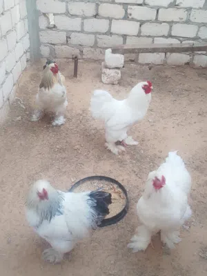 اربعه فراريج براهما عملاق العمر 6اشهر حجم الله يبارك