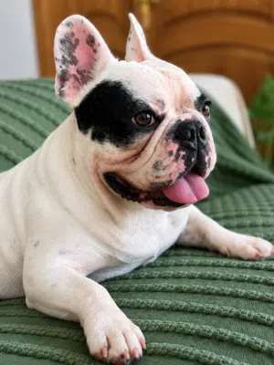 French Bulldog فرنش بلدق