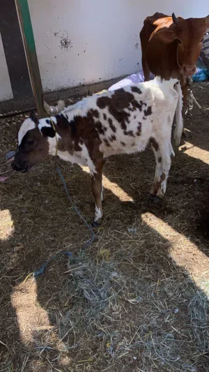 عجل للبيع سعر مناسب