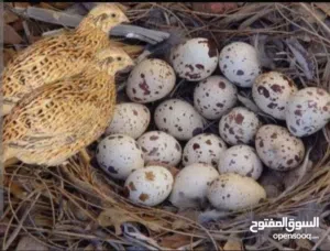 طيور وبيض السمان ( الفري)