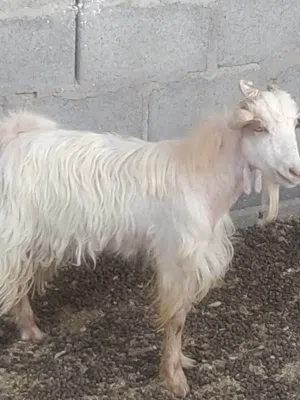 للبيع تيس عماني تربية او الذبح سمين ممتازة فول