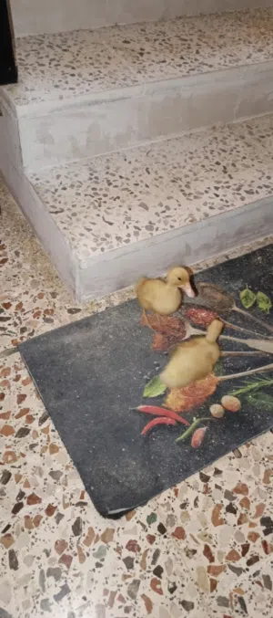 two baby ducks