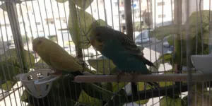 عصفور الحب