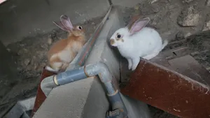 Rabbits1