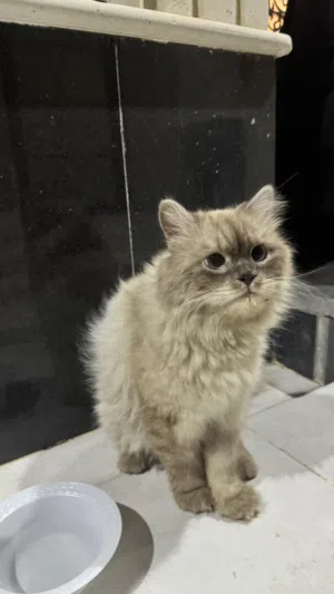 قطه الهيمالايا