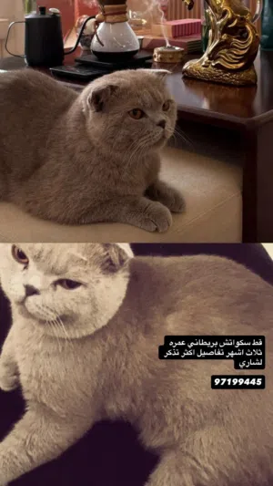 قط جميل بلون الرصاصي ذكر