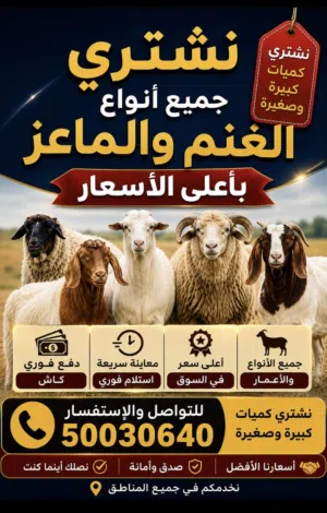 نشتري جميع أنواع الغنم