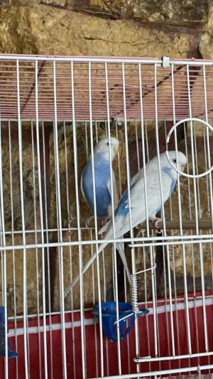 عصافير حب ببغاء