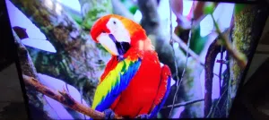 شاشه سميكس 43 سمارت