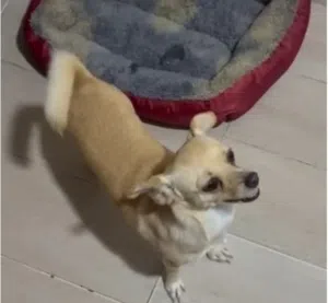 CHIWAWA CREAM