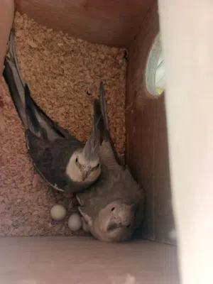 ثلاث اجواز ككتيل جوزين وايت فيس وجوز لاتينو وسبلت صلات النبي جواز انظيفه كلو بايض وبيض مخصب كلو جاهز