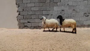 2فطايم وطنيات ربي يبارك عمرهم ف6شهور سليمات من العيوب متع تربيه او موس لبيدبح...