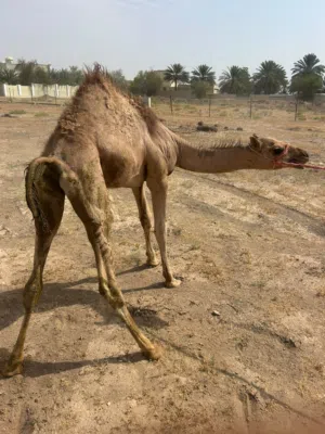 قعود ع لبن حلوي