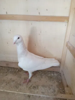 ذكر لحلوح ابيض نادر على ريشات