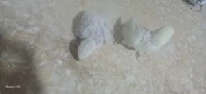 فروخ بركديلوو ترويض