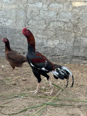 للبيع شوف وصغف