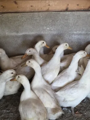 بط ابيض مجموعة 21 حبة