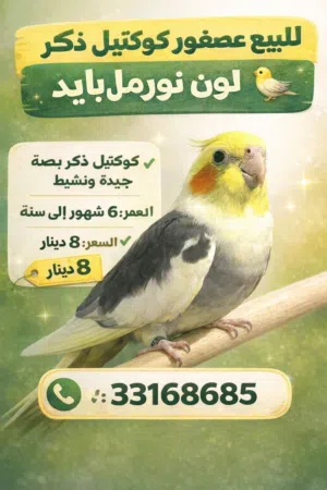 كوكتيل ذكر