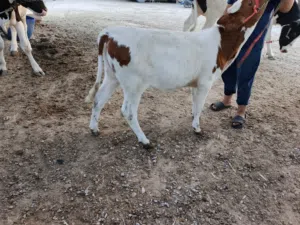 بجر هولندي للبيع بمليون ومية بصرة أبو الخصيب