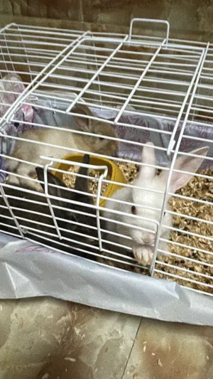 أرانب ثلاثه ألوان مميزه