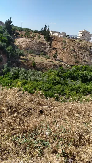 Farm Land for Sale in Hama Sreiheen
