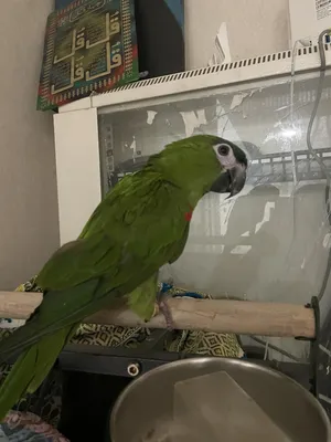 mini macaw for sale