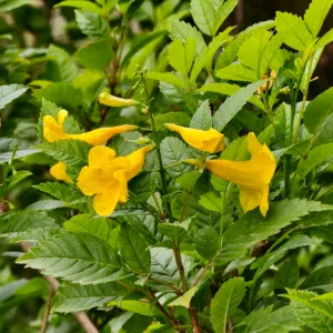 Avtar Singh 