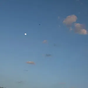 محمد 