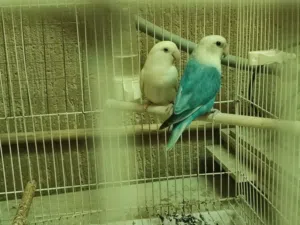 للبيع زوج لافبيرد  مع القفص و الميدان