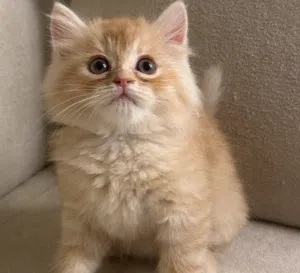 ميره الشحي 