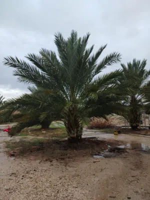 Farm Land for Sale in Salt Al Balqa'
