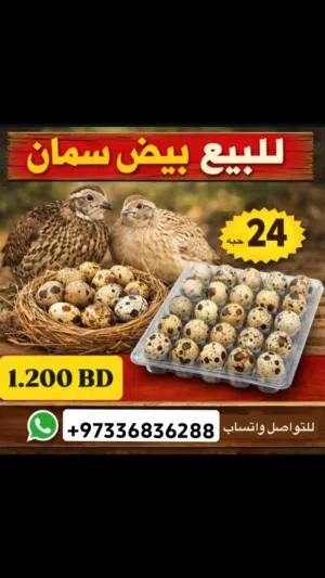 بيض دجاج سمان