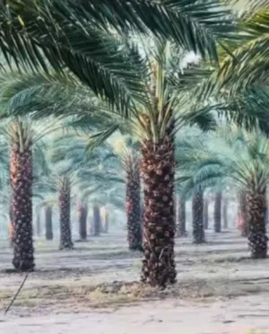 لامتلاك بركة الأرض.. نخيل مثمر من أجود الانوع الوصف: نعلن عن توفر نخيل مثمر (النوع طابوني..حلوي