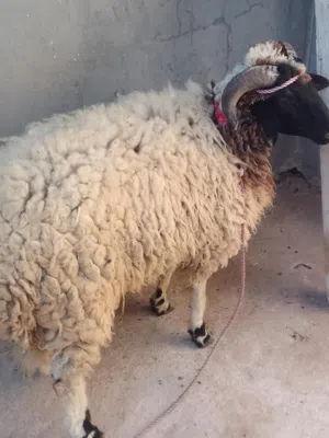خروف للبيع 2700