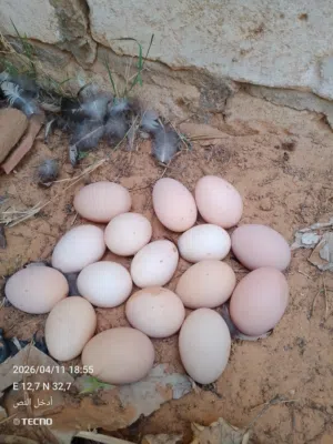 بيض دجاج ابراهما لون سبرايت فضي مخصب ميه في الميه