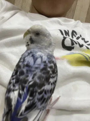 بادجي عصفور