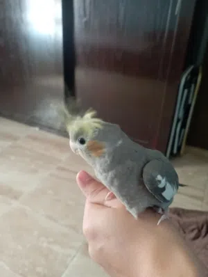 عصفور للبيع