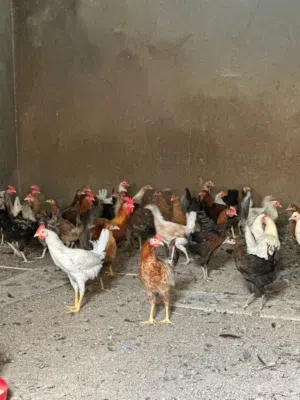 دجاج عماني للبيع