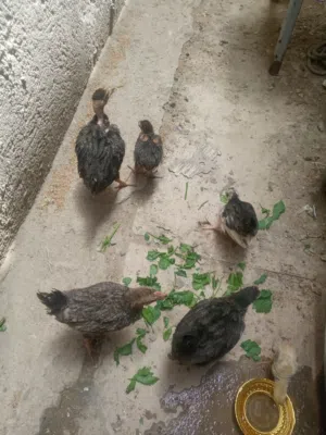 افراخ عرب البيع